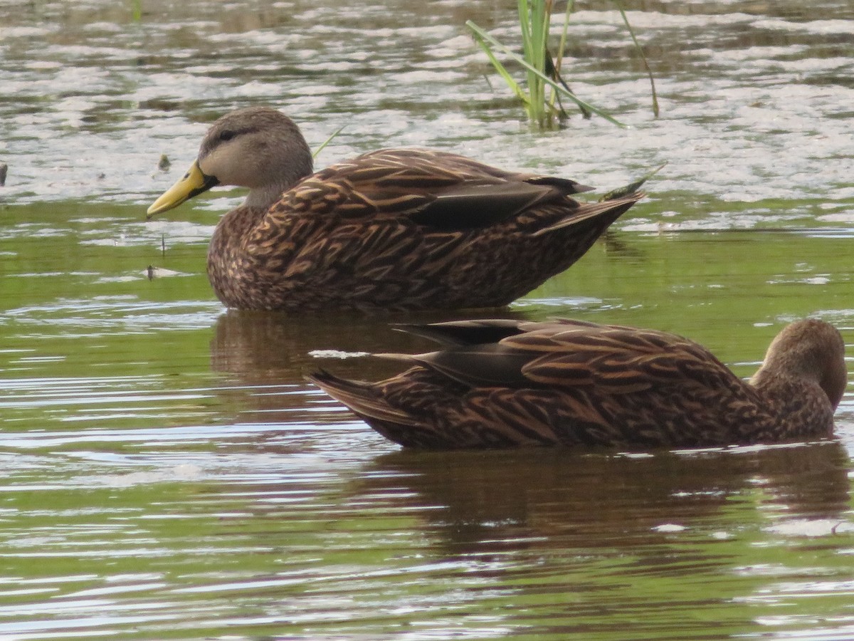 Mottled Duck - ML615027981