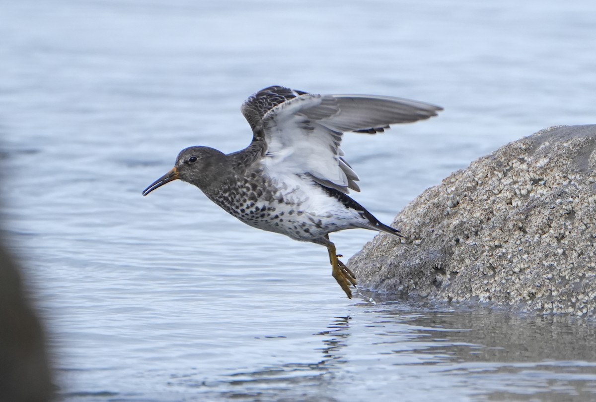 Rock Sandpiper - ML615027989