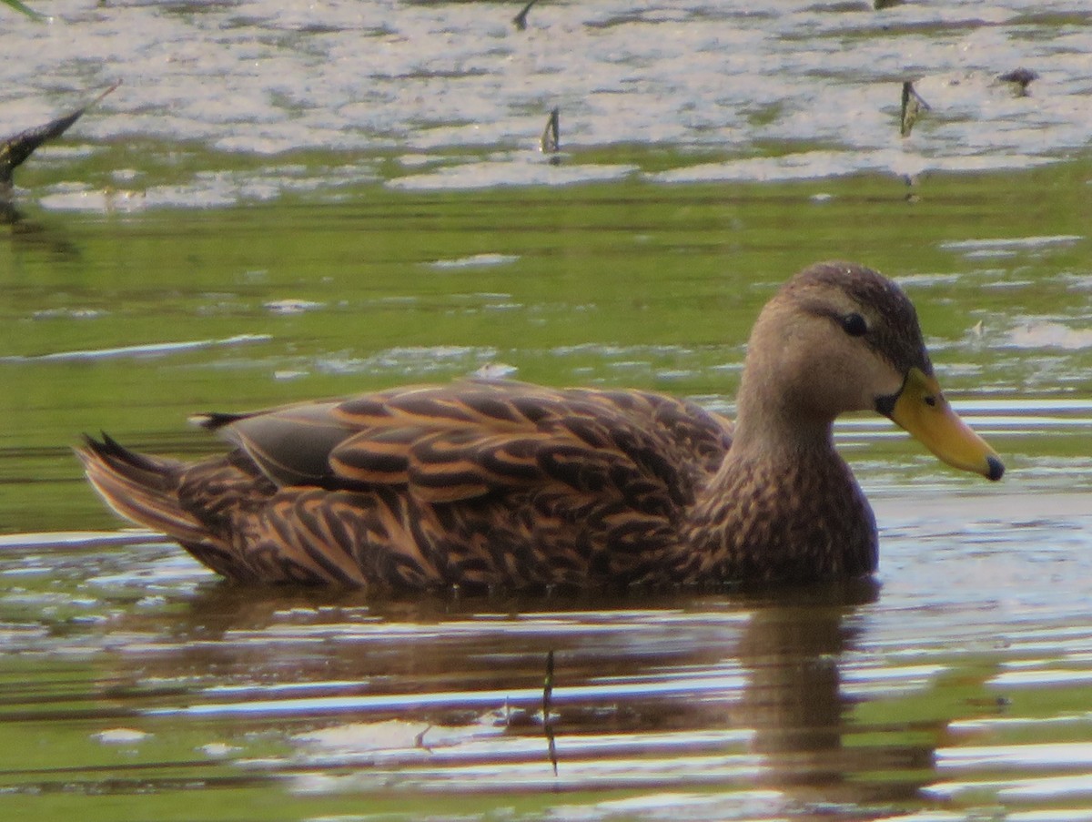 Mottled Duck - ML615027993