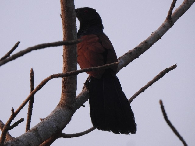 Greater Coucal - ML615028037