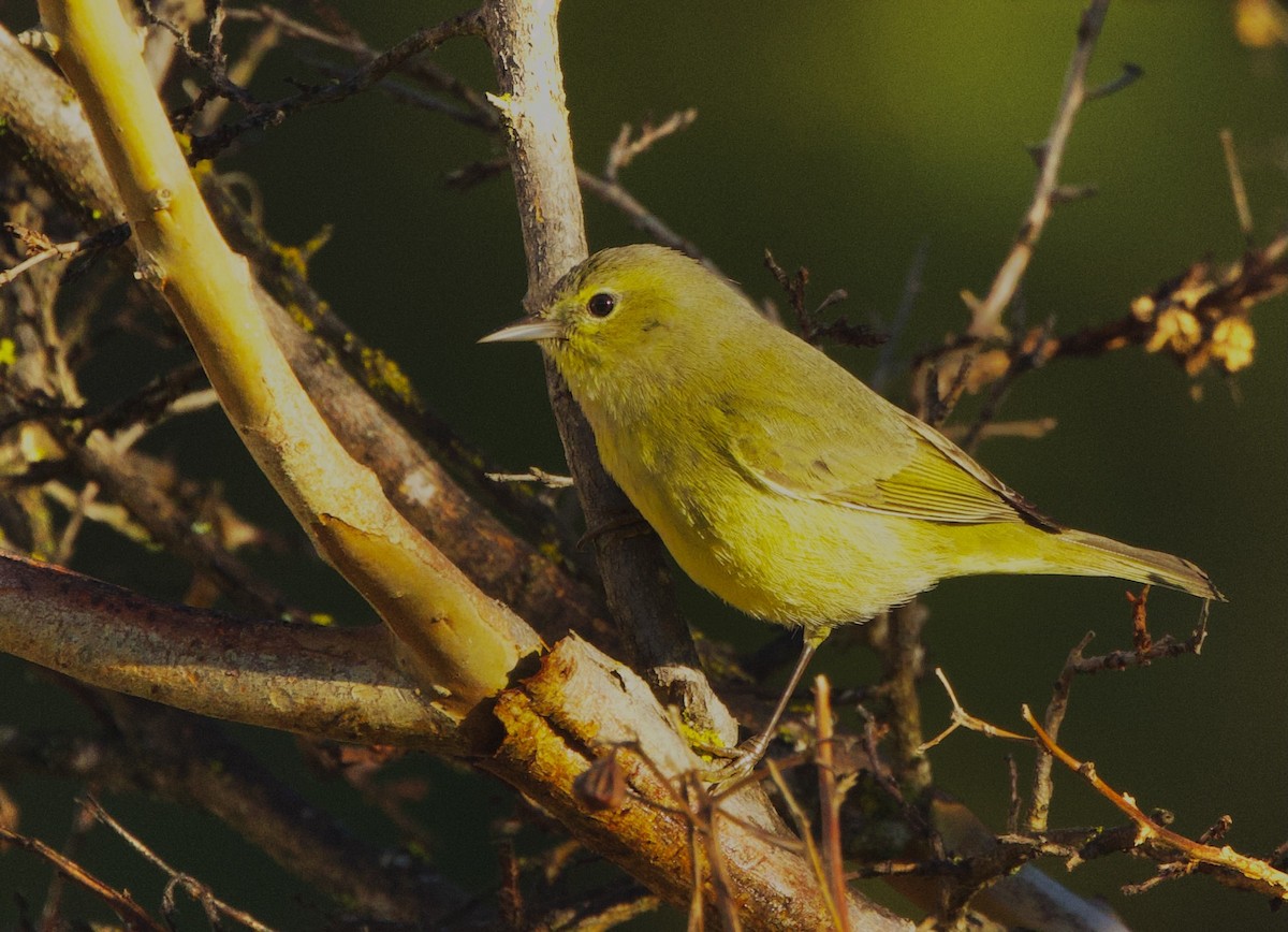 Orange-crowned Warbler - ML615028038