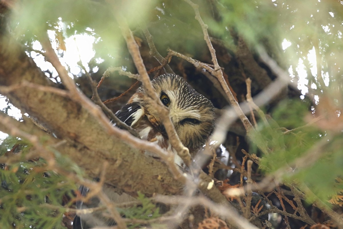 Northern Saw-whet Owl - ML615028059