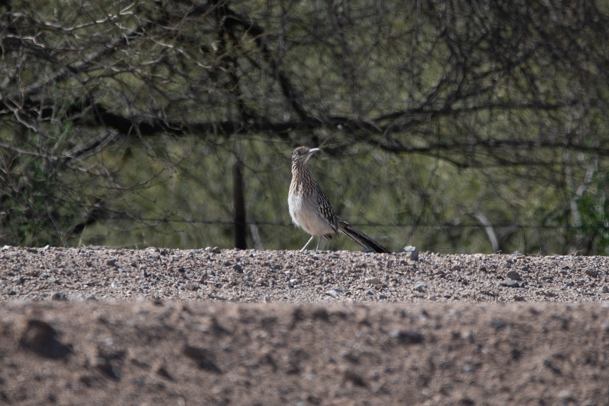 Greater Roadrunner - ML615028093