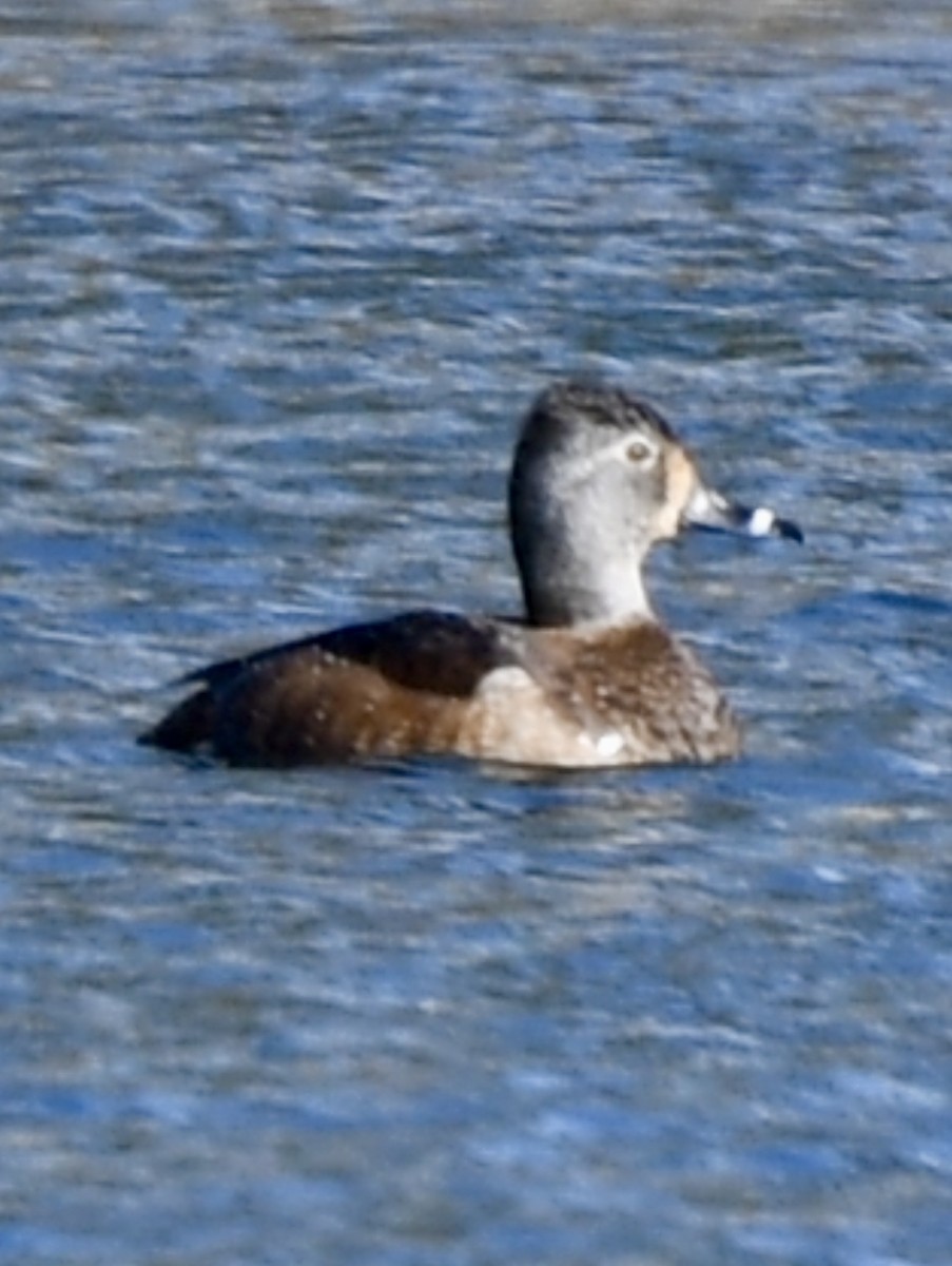 Ring-necked Duck - ML615028103