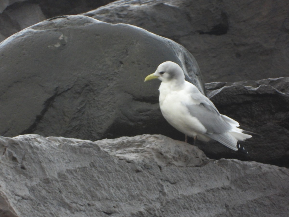 Black-legged Kittiwake - Dylan Hasemann