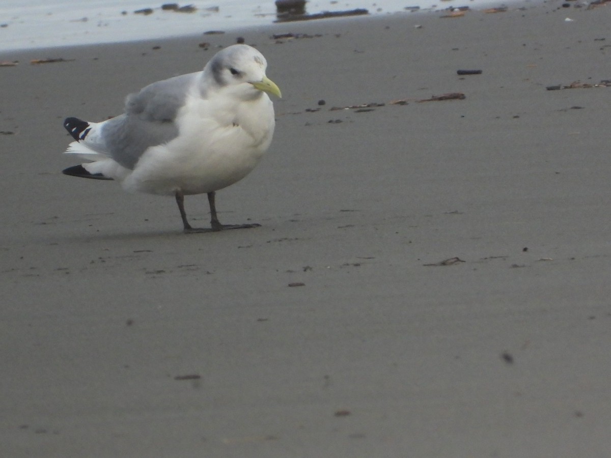 Black-legged Kittiwake - Dylan Hasemann