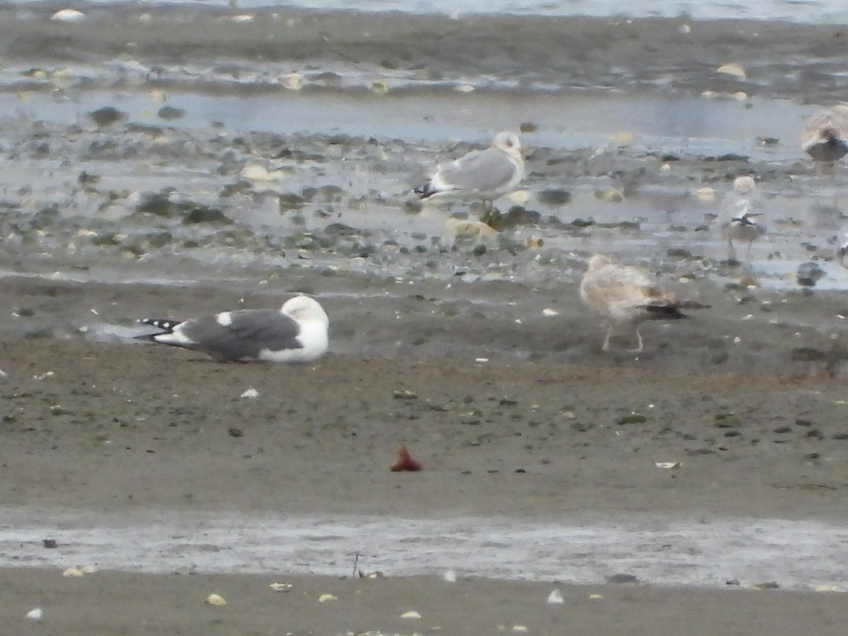 Lesser Black-backed Gull - ML615028235