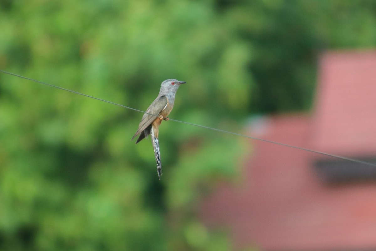 Plaintive Cuckoo - ML615028238