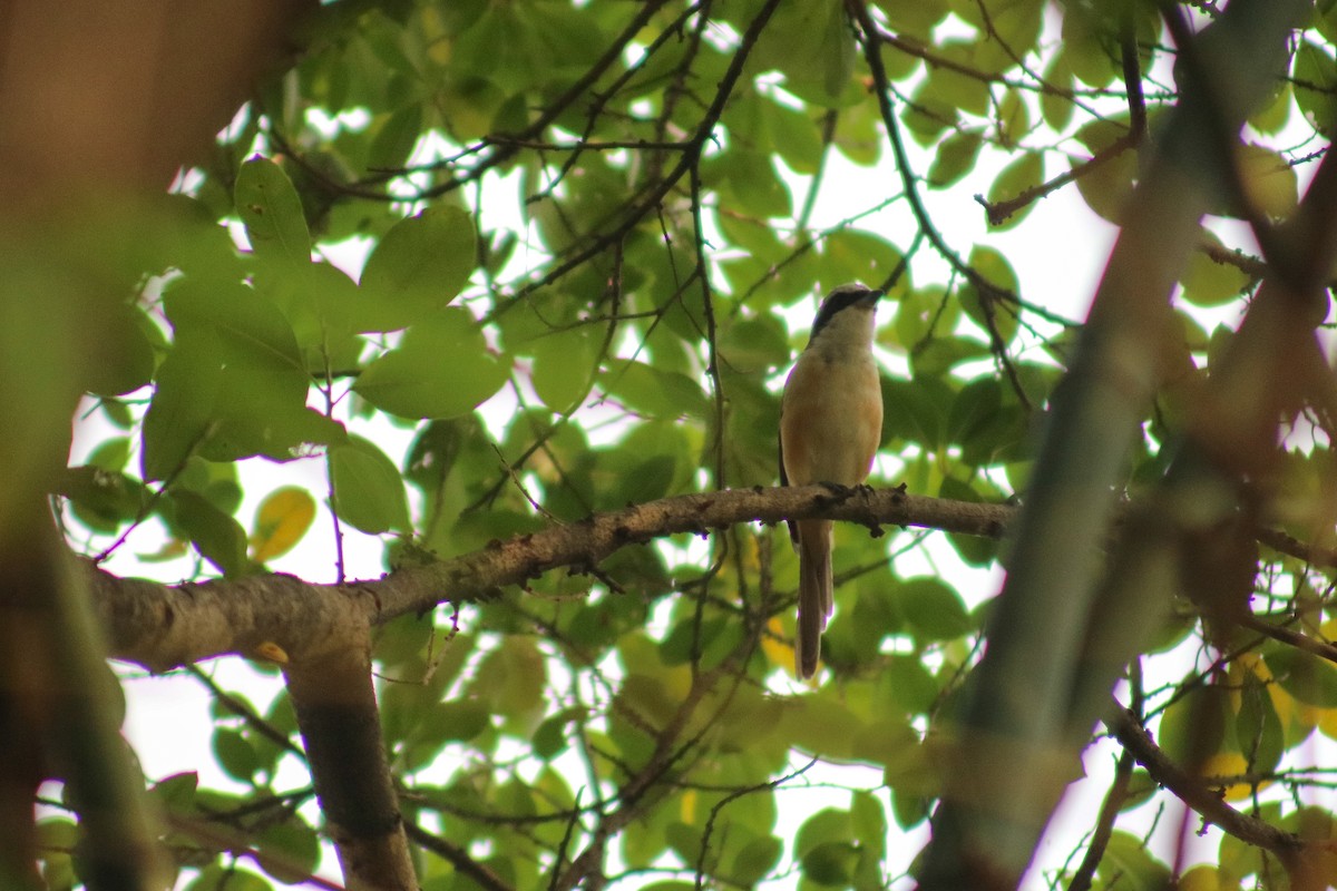 Brown Shrike (Philippine) - ML615028253