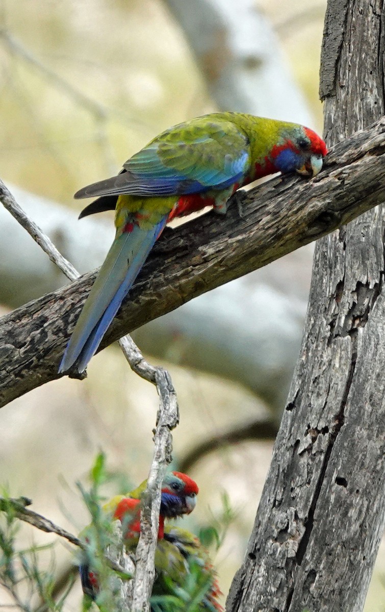 Crimson Rosella - ML615028309