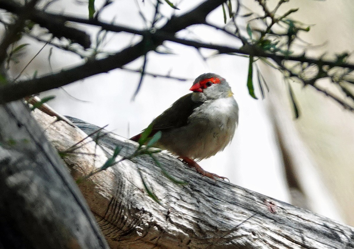 Red-browed Firetail - ML615028338