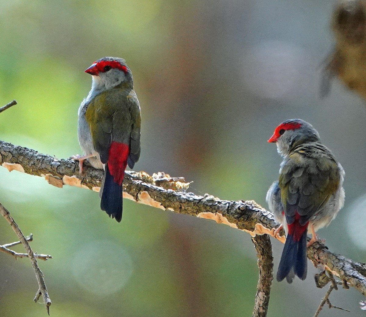 Red-browed Firetail - ML615028339