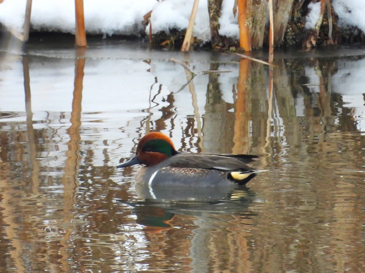 Green-winged Teal - ML615028355