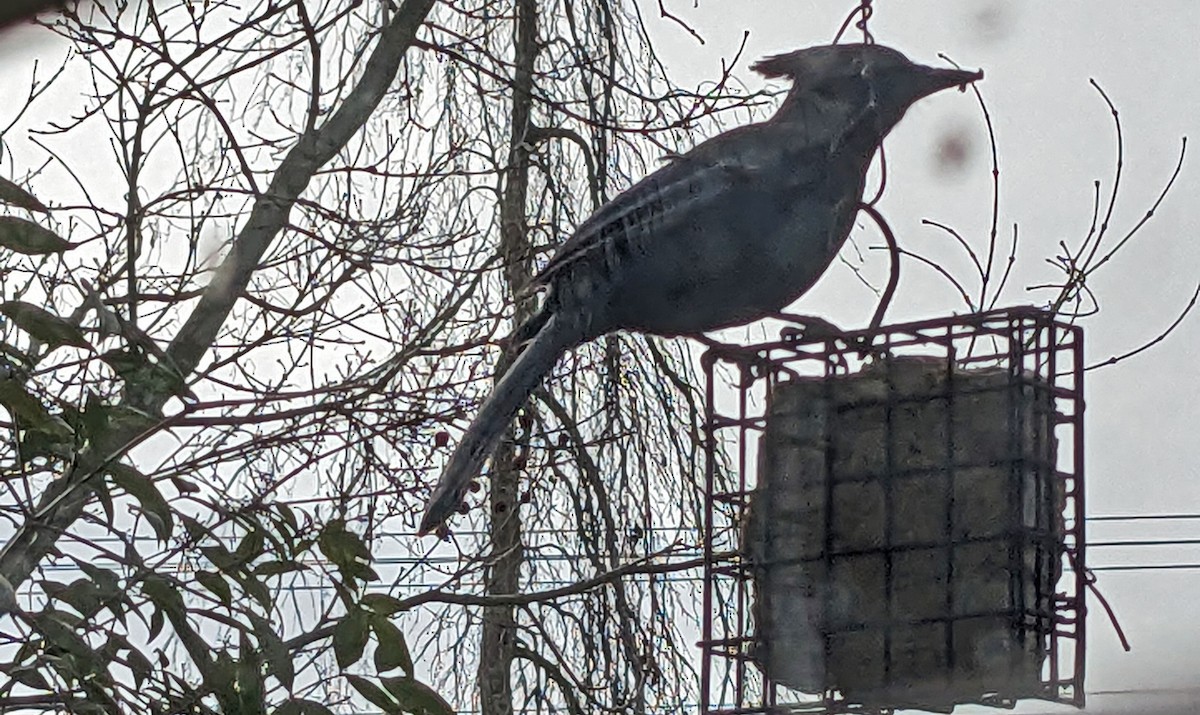 Steller's Jay - ML615028404