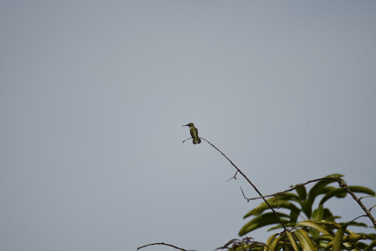Yakut Boğazlı Kolibri - ML615028441