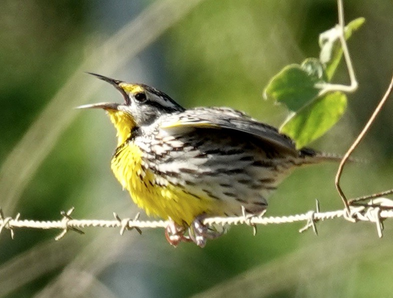 Eastern Meadowlark (Cuban) - ML615028513