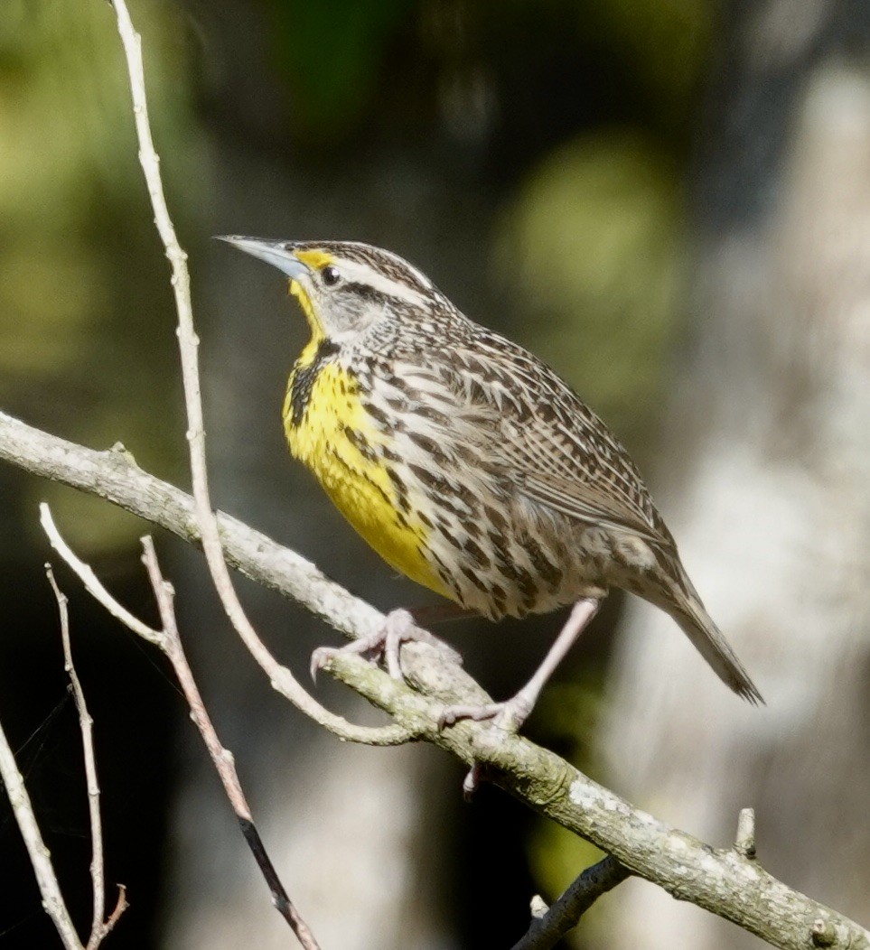 Eastern Meadowlark (Cuban) - ML615028518