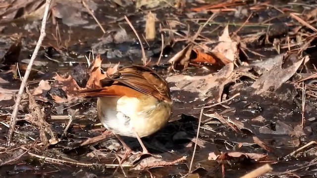 Дрізд-короткодзьоб плямистоволий (підвид faxoni/crymophilus) - ML615028536