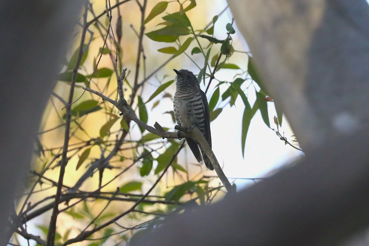 Shining Bronze-Cuckoo (Golden) - ML615028598