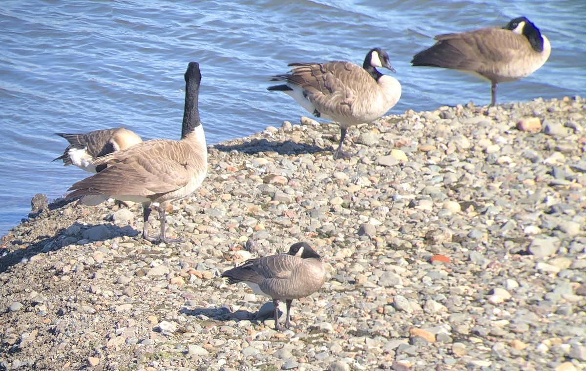 Cackling Goose (minima) - Michael Rogers