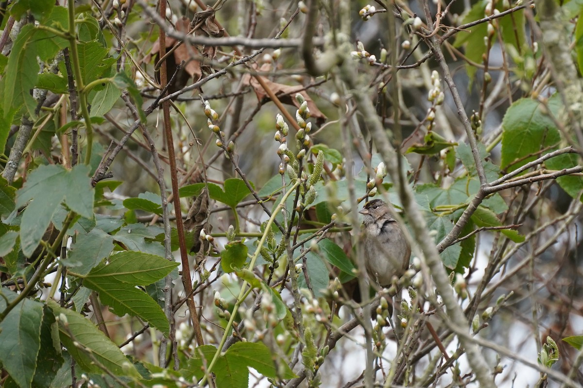 Golden-crowned Sparrow - Amber Zertuche