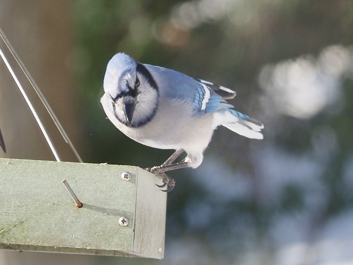 Blue Jay - Jennifer Reck