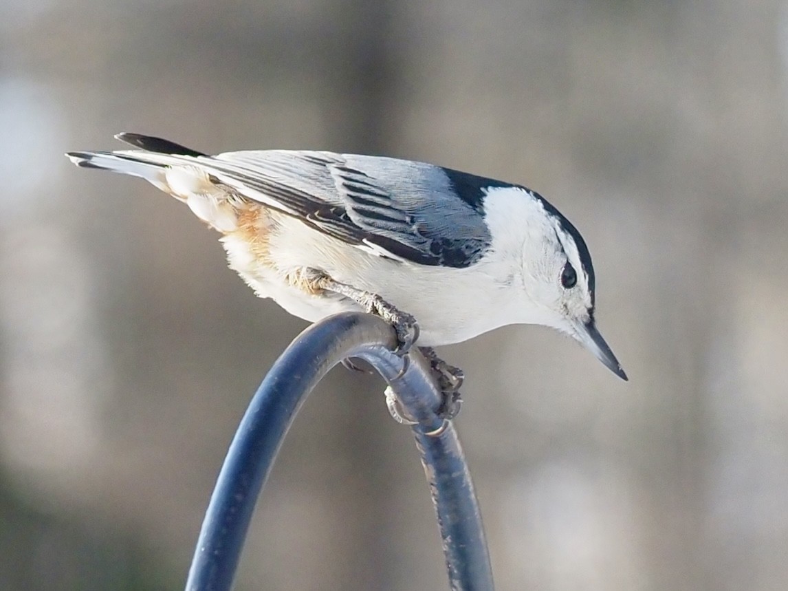 White-breasted Nuthatch - ML615028728