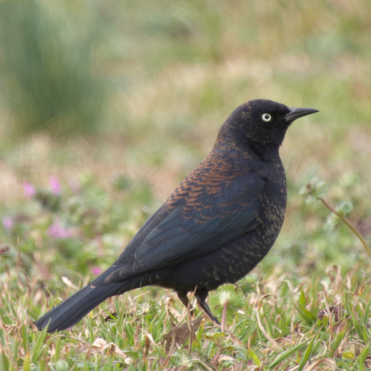 Rusty Blackbird - ML615028762