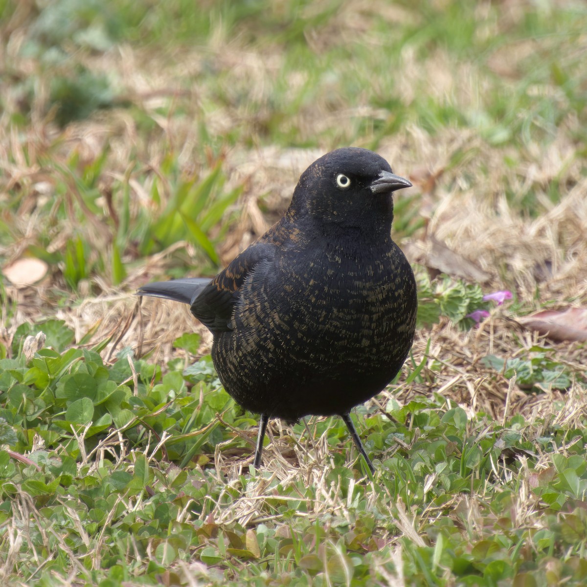 Rusty Blackbird - ML615028764