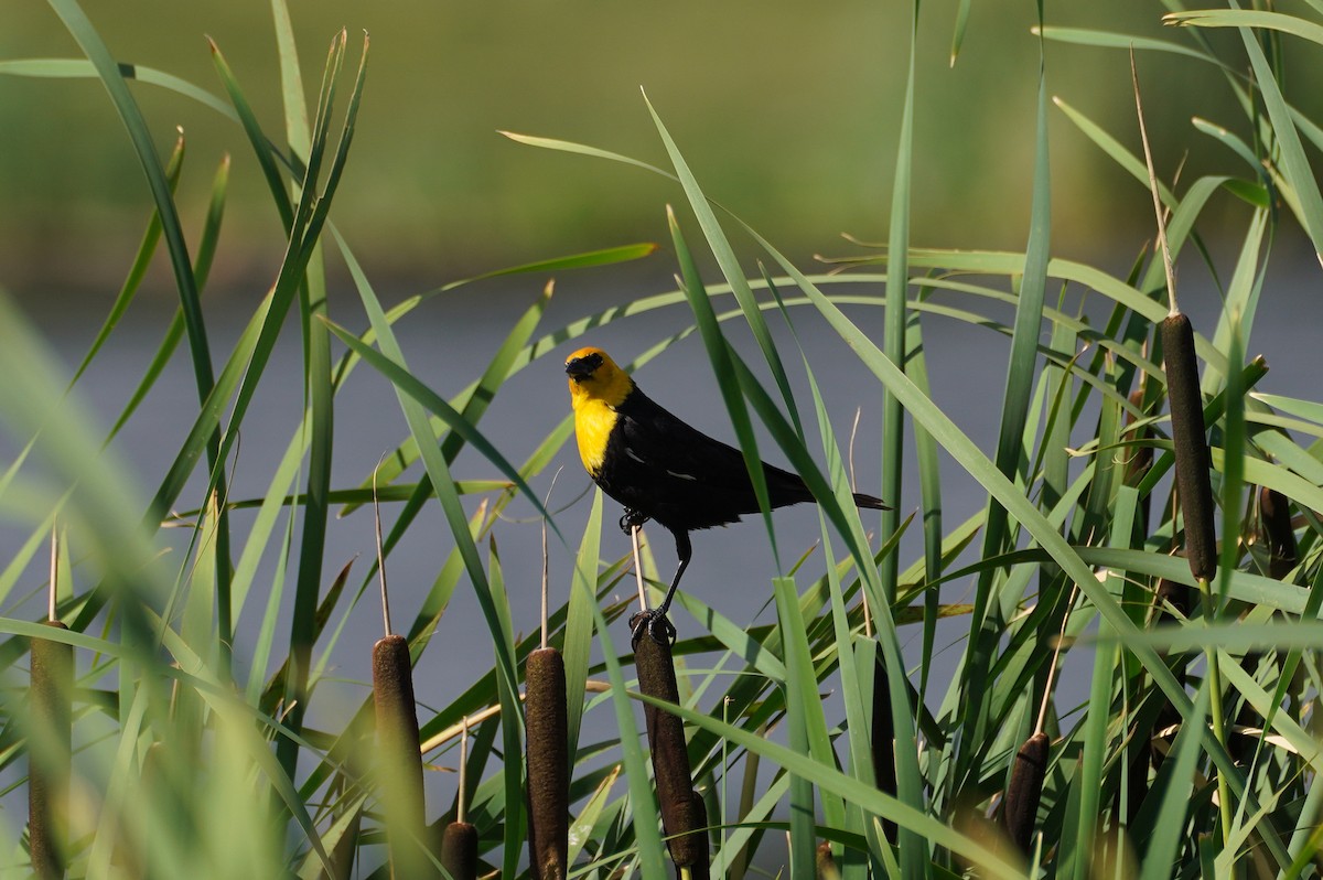 Yellow-headed Blackbird - ML615028779