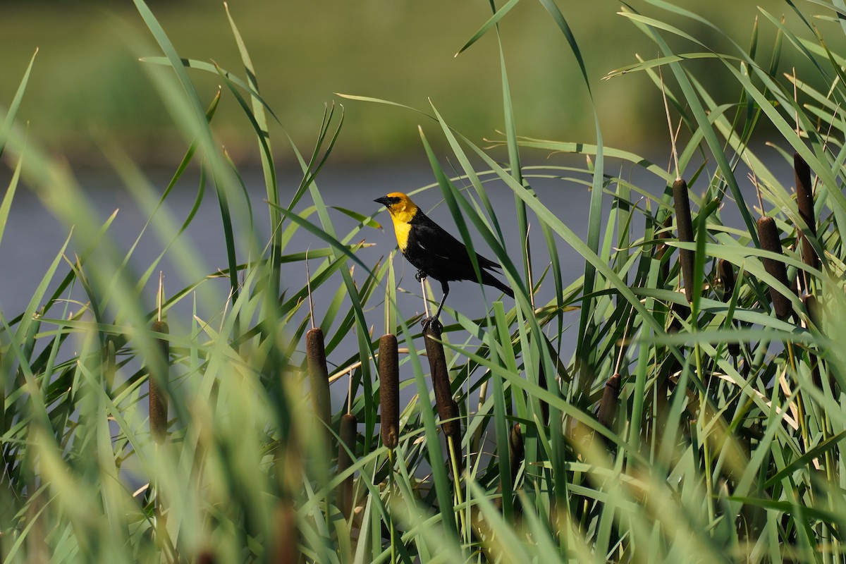 Yellow-headed Blackbird - ML615028782