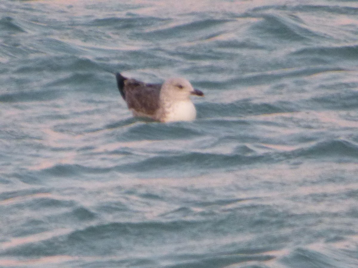 Lesser Black-backed Gull - ML615028804