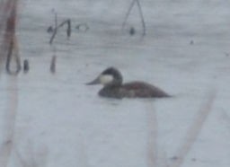 Ruddy Duck - ML615028812