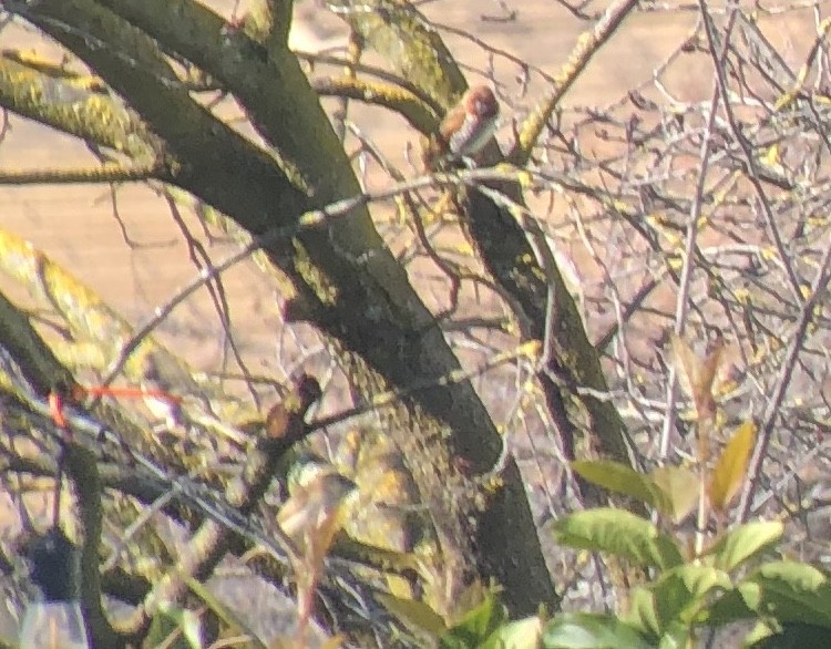 Scaly-breasted Munia - Michael Rogers