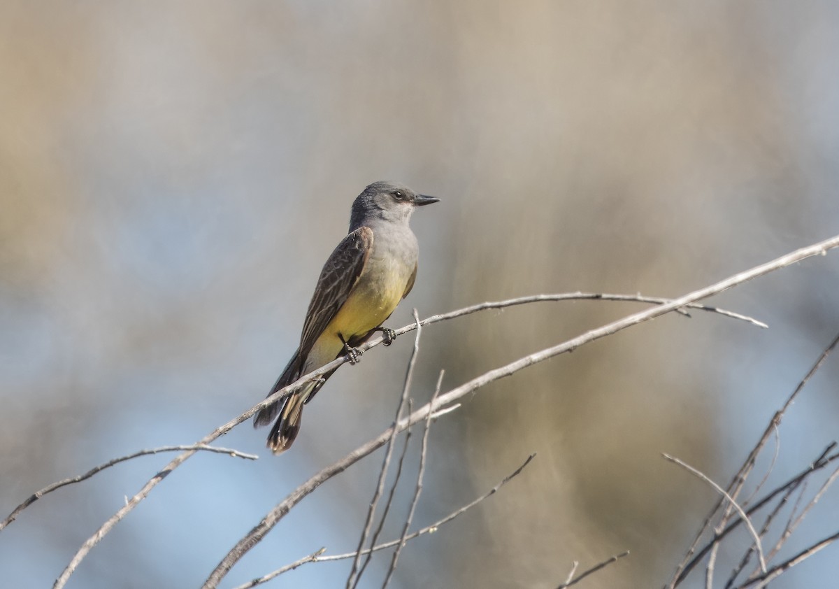 Cassin's Kingbird - Daniel Ward