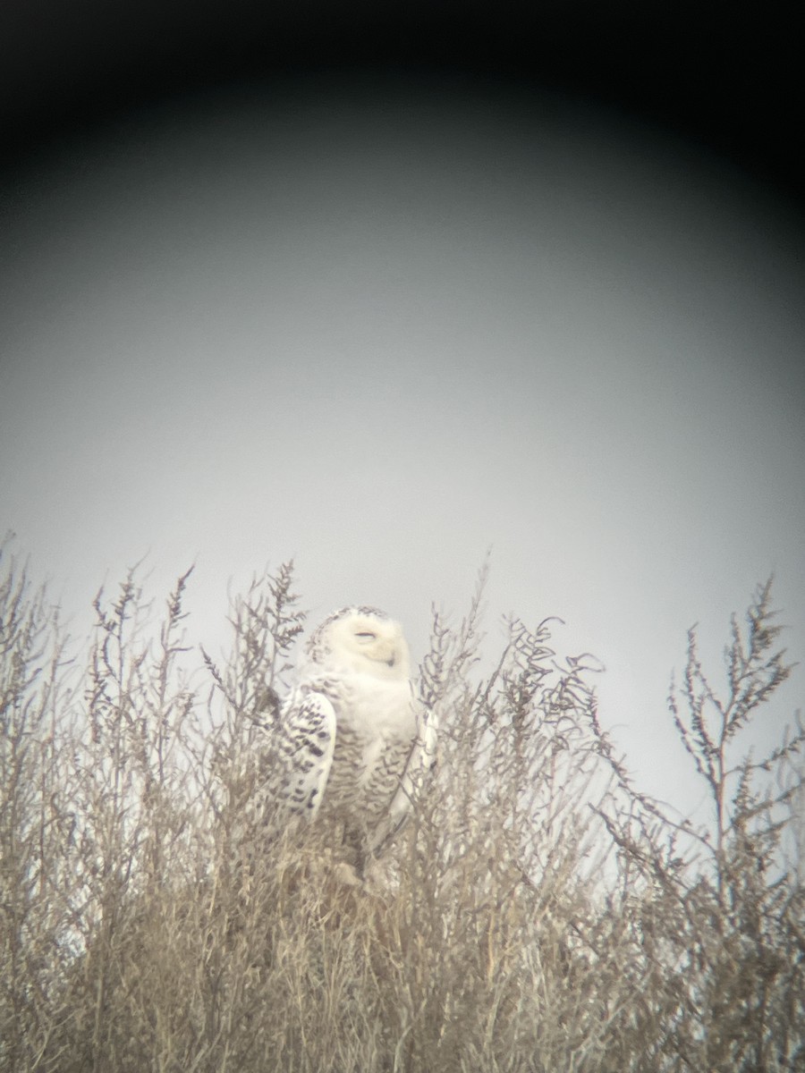 Harfang des neiges - ML615028950