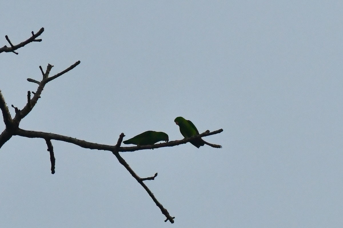 Vernal Hanging-Parrot - ML615028972