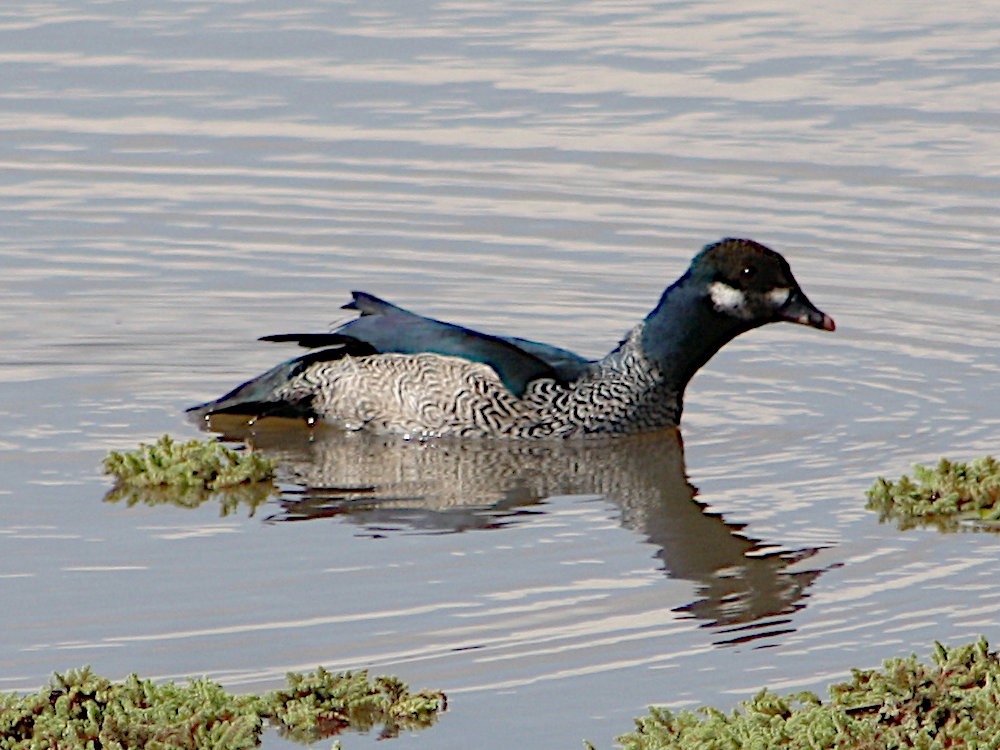 Green Pygmy-Goose - ML615028988