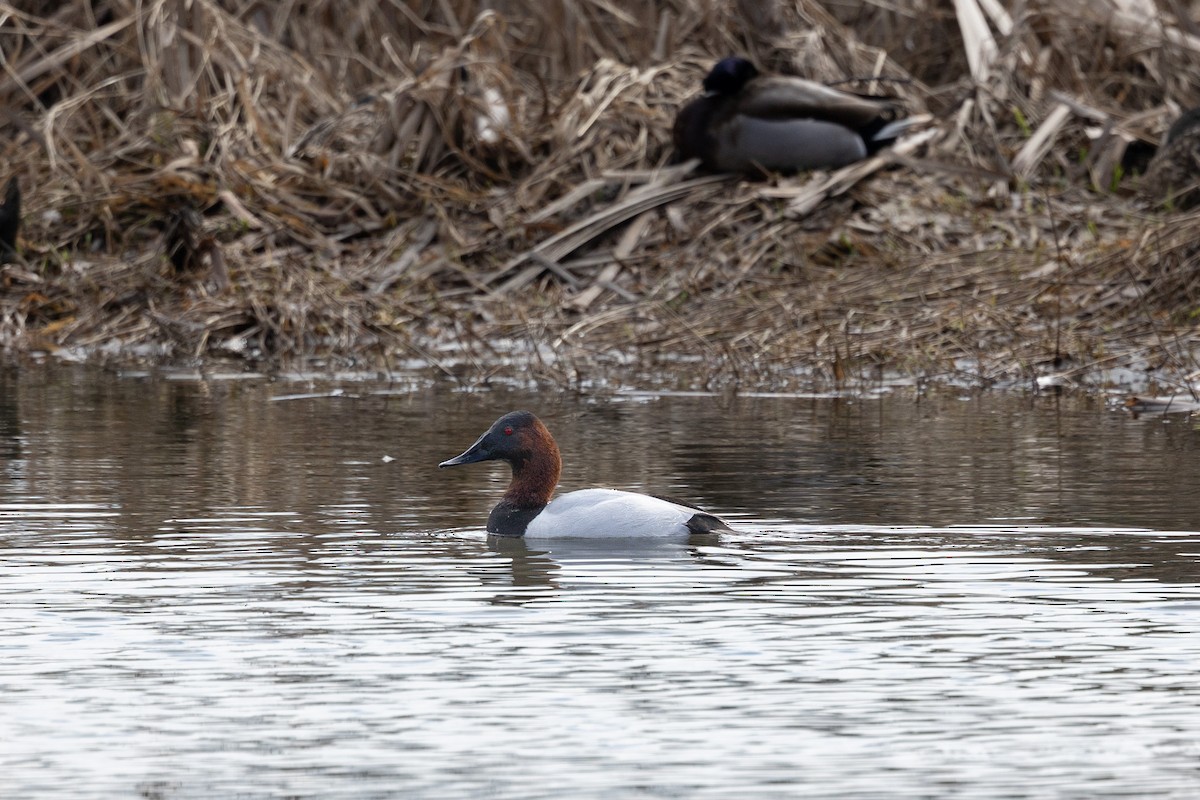 Canvasback - Braden Kirkby