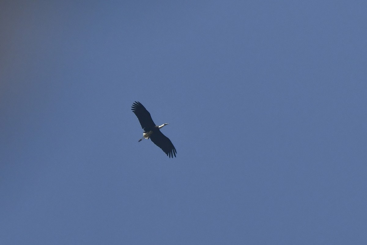 Asian Woolly-necked Stork - ML615029057