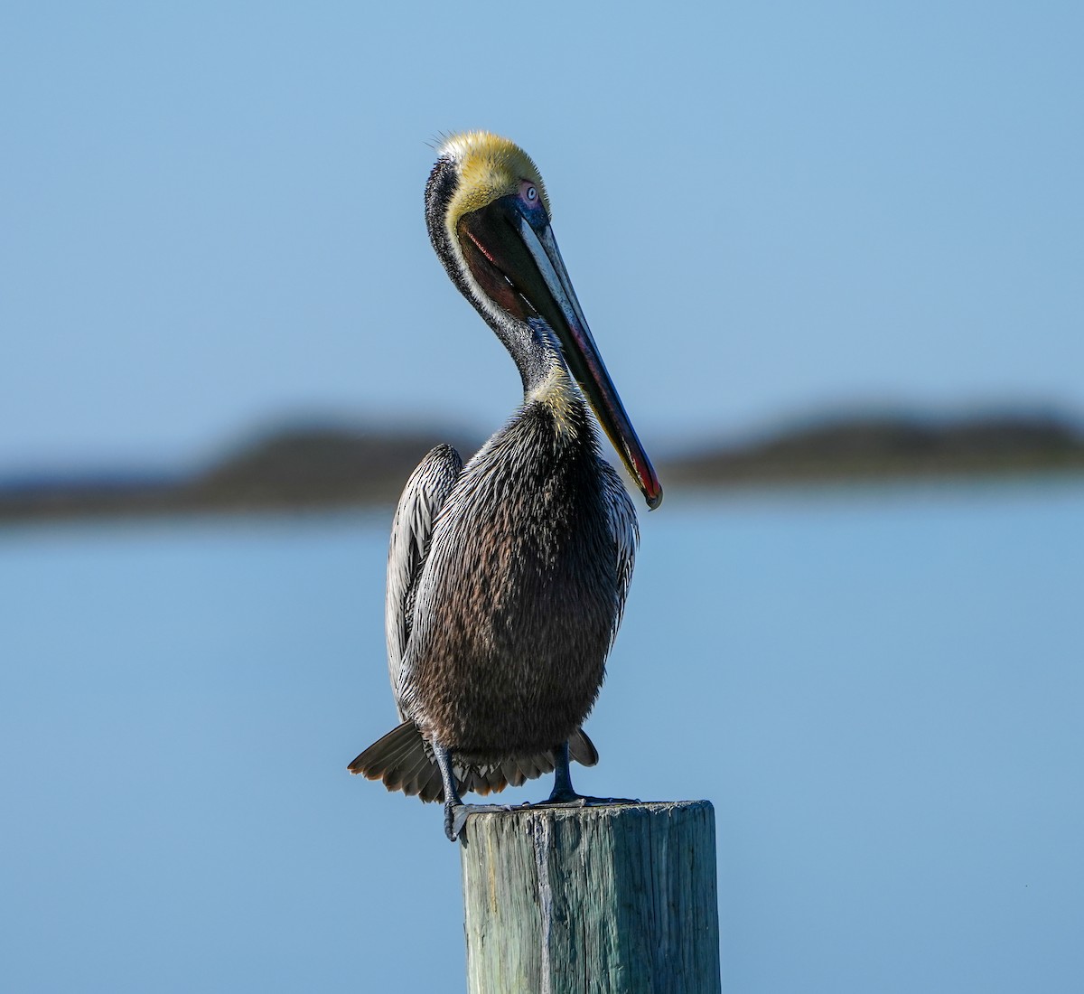 Brown Pelican - ML615029135