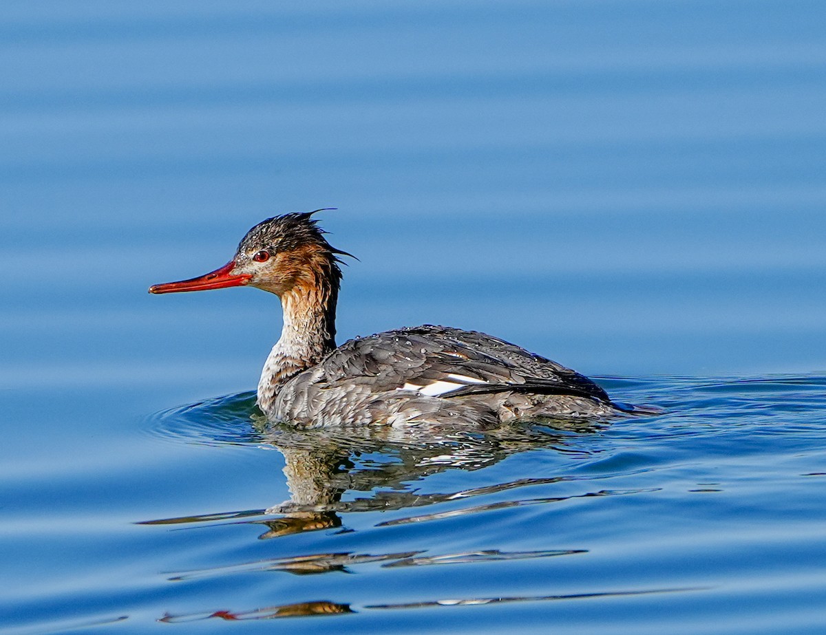 Red-breasted Merganser - ML615029138