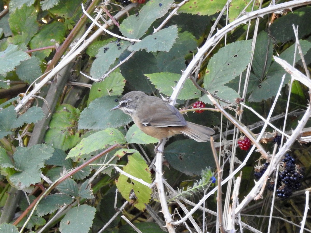 White-browed Scrubwren - ML615029145