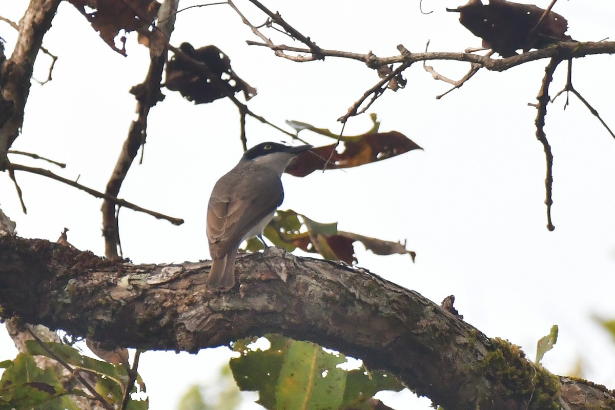 Malabar Woodshrike - ML615029241