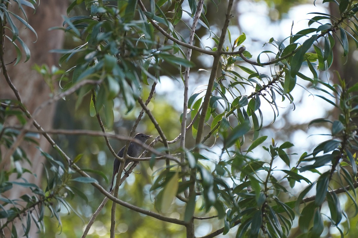 Gray Catbird - ML615029263