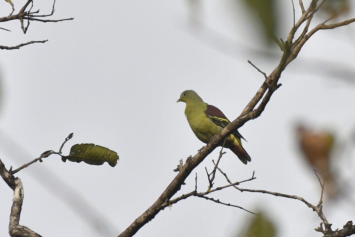 Gray-fronted Green-Pigeon - ML615029271
