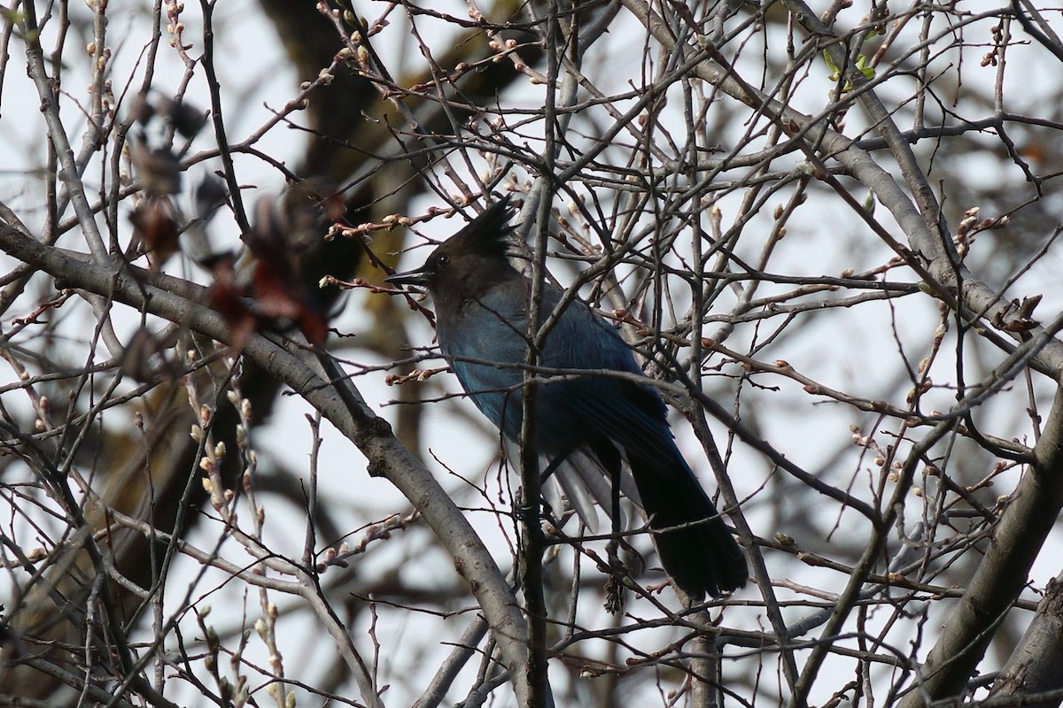 Steller's Jay - ML615029277