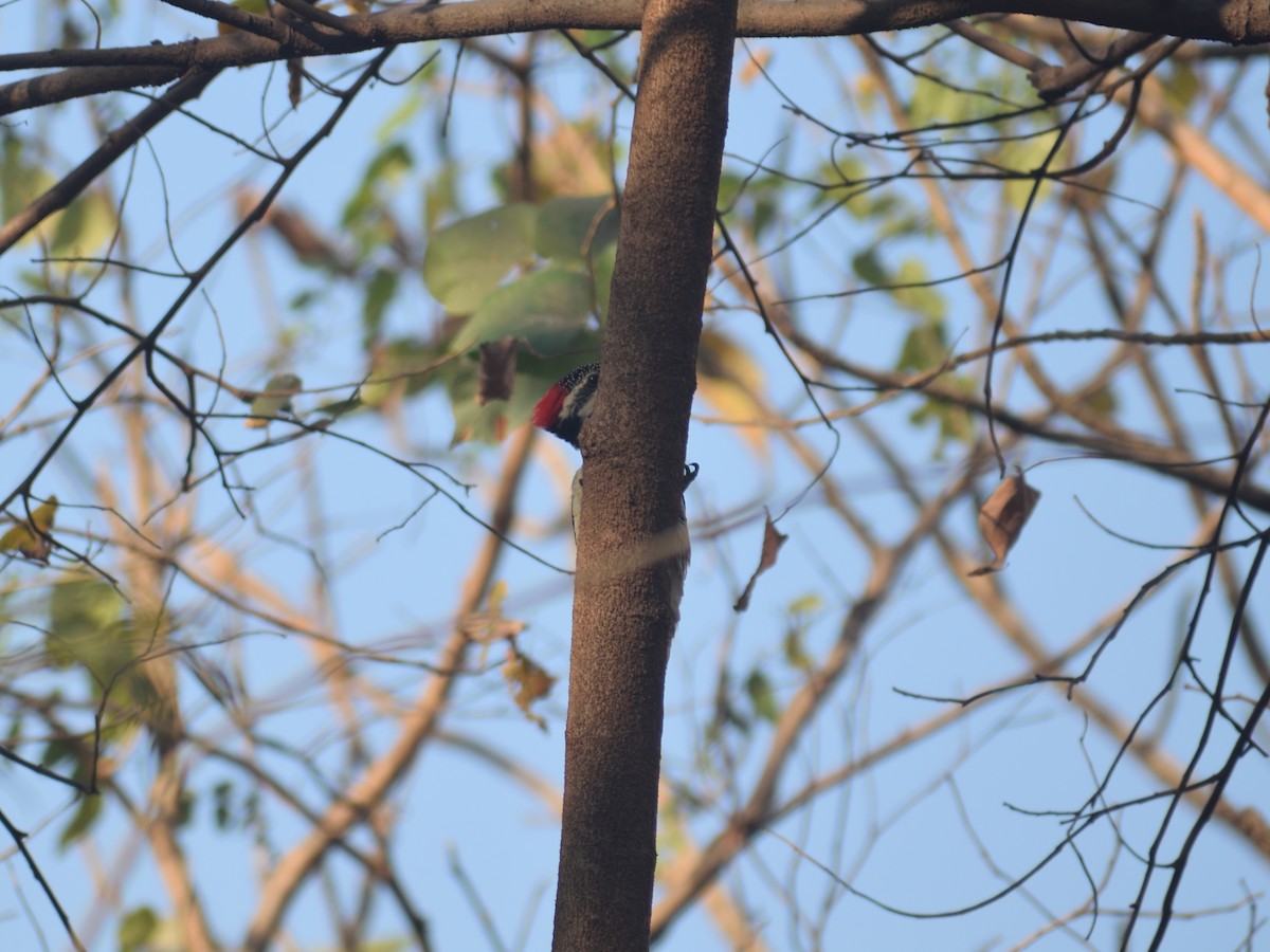 Black-rumped Flameback - Usha Viswanathan