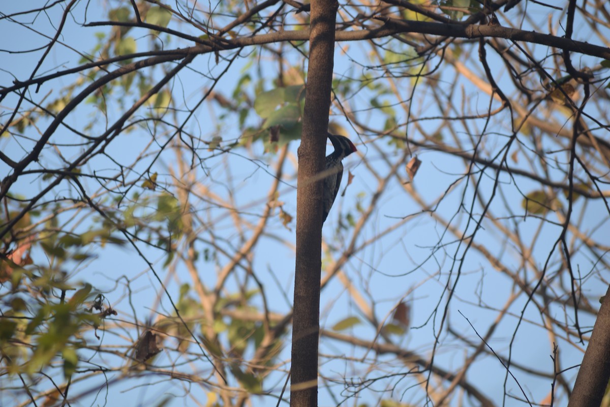 Black-rumped Flameback - Usha Viswanathan