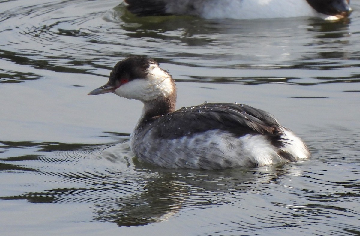 Horned Grebe - ML615029353